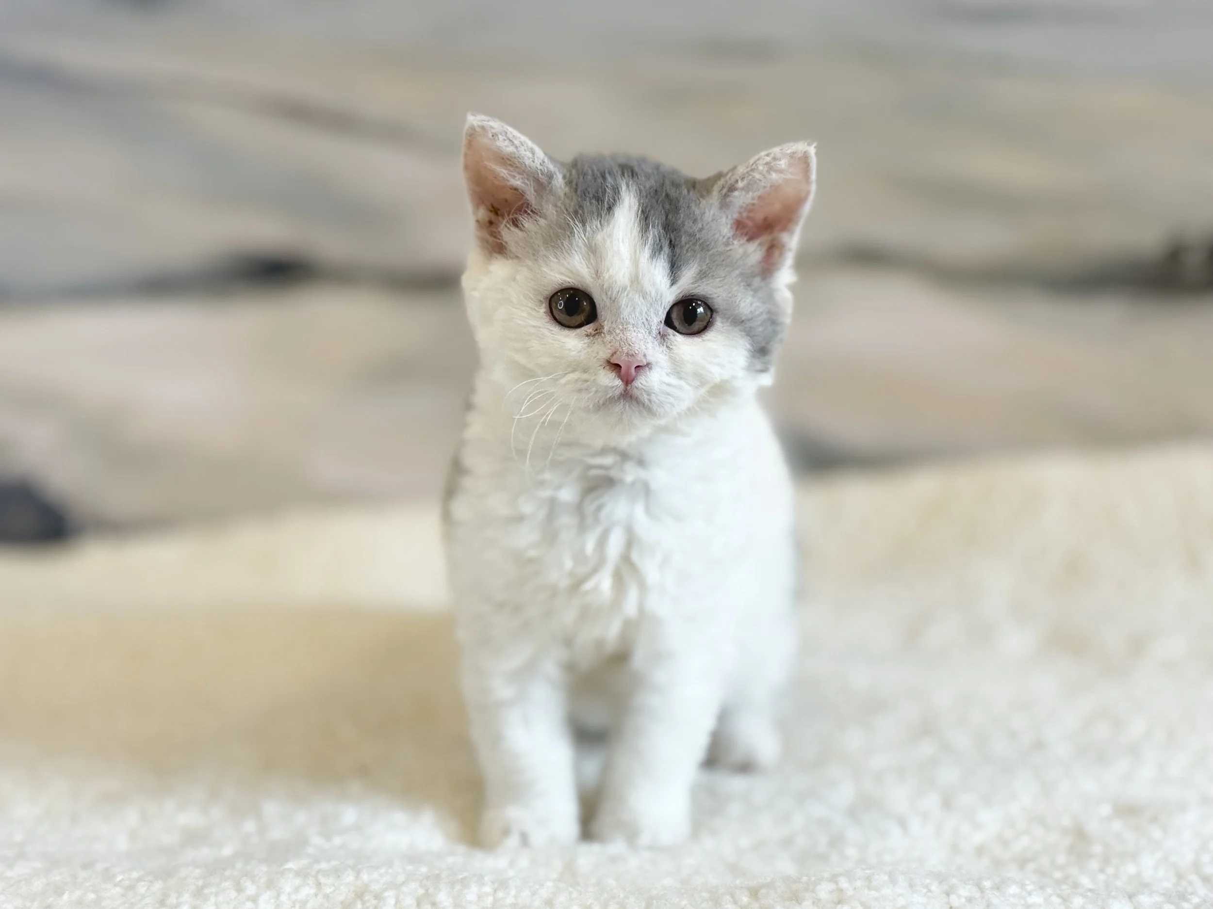 Kitten 1 - photo 1