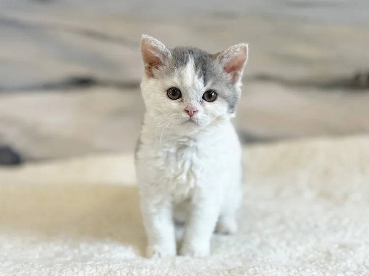 Ibiza · Chaton — Québec