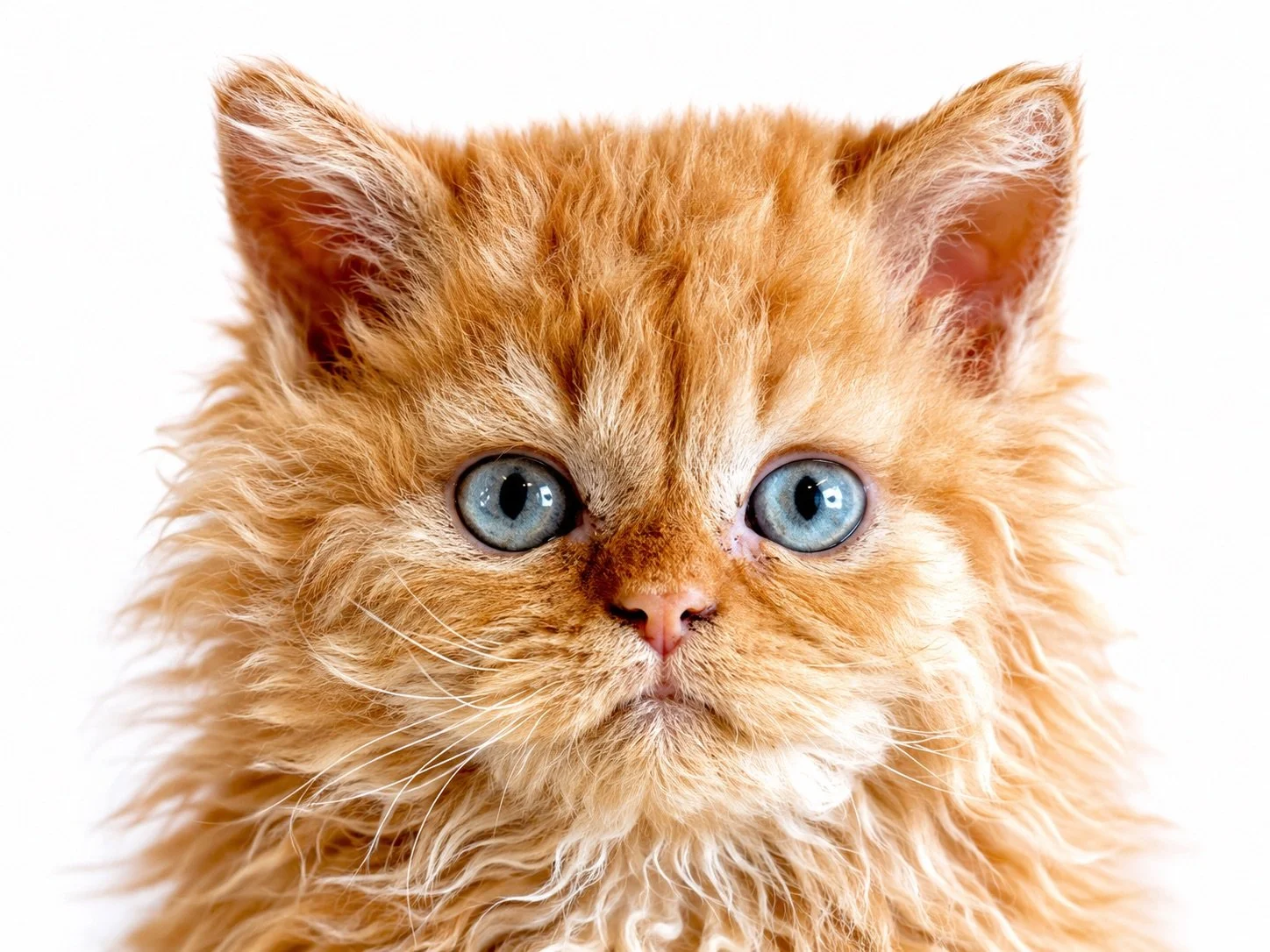 Close-up of an orange fluffy kitten with blue eyes, Mon Chat Mouton cattery in Quebec