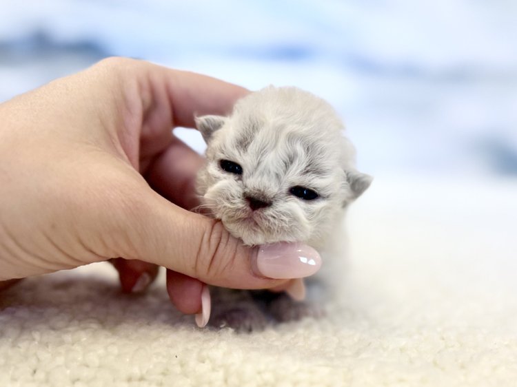 Baikal – male kitten – Mon Chat Mouton