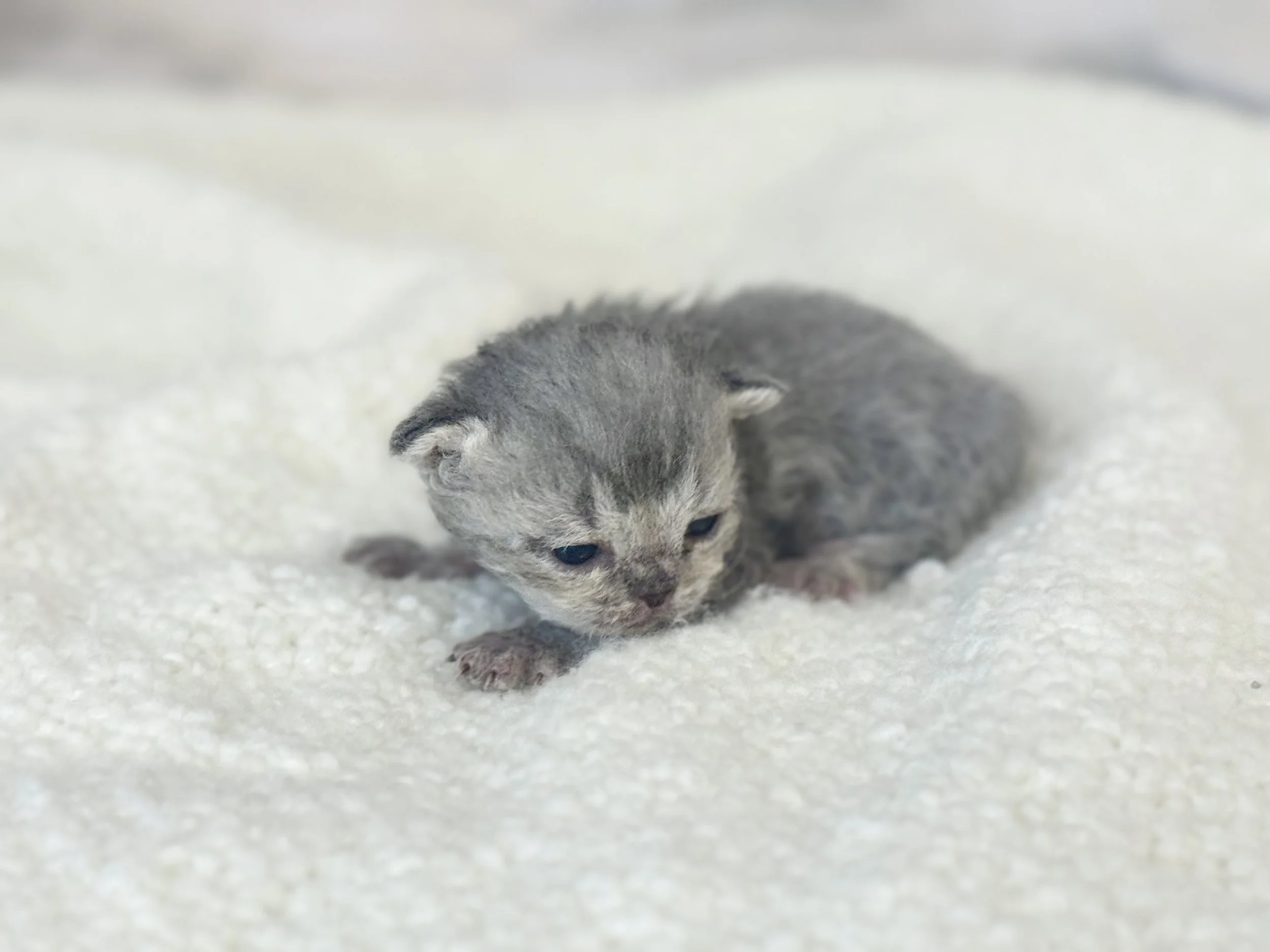 Kitten 4 - photo 1
