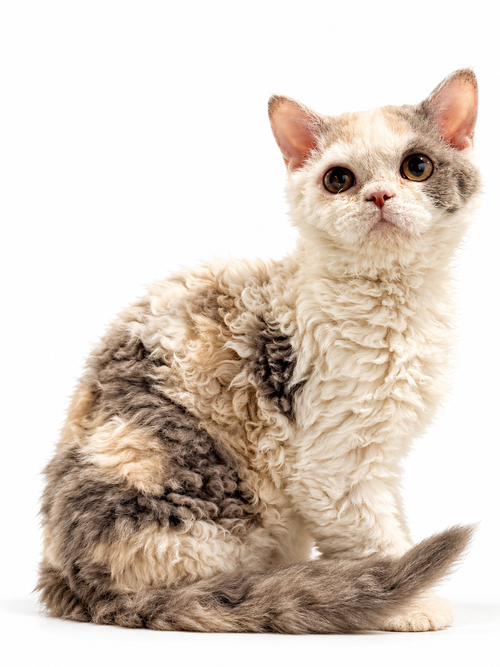Tabitah Softcurl - Selkirk Rex