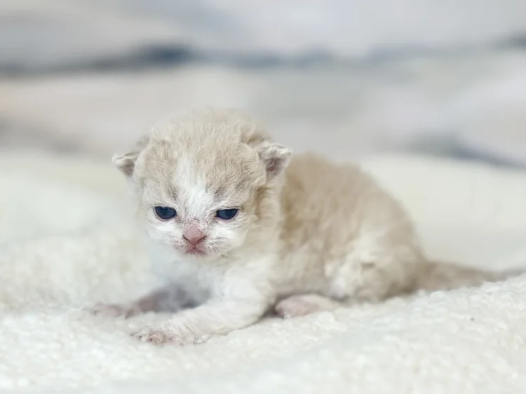 Kitten 2 - photo 1