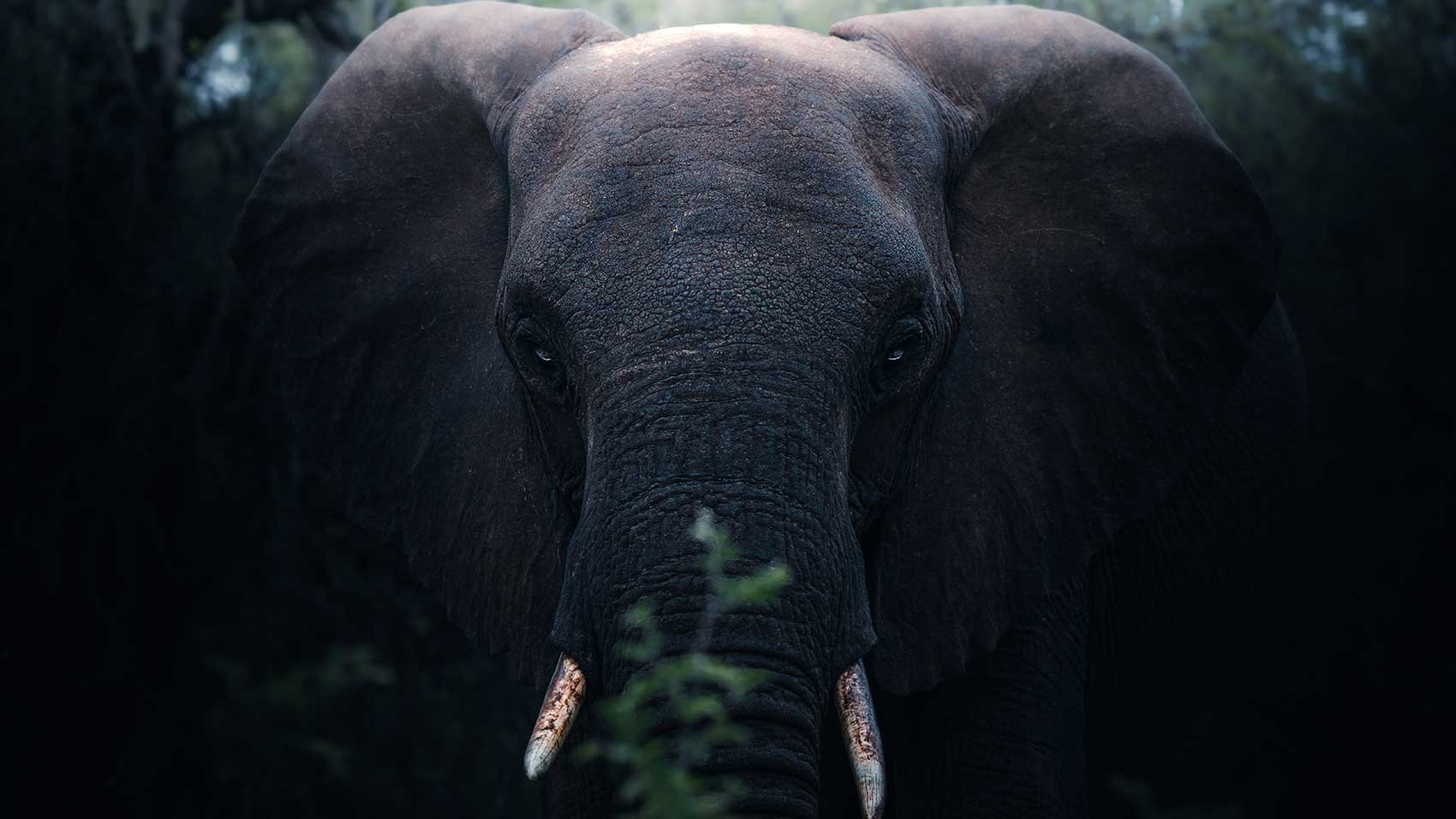 ELEPHANT-PORTFOLIO.jpg