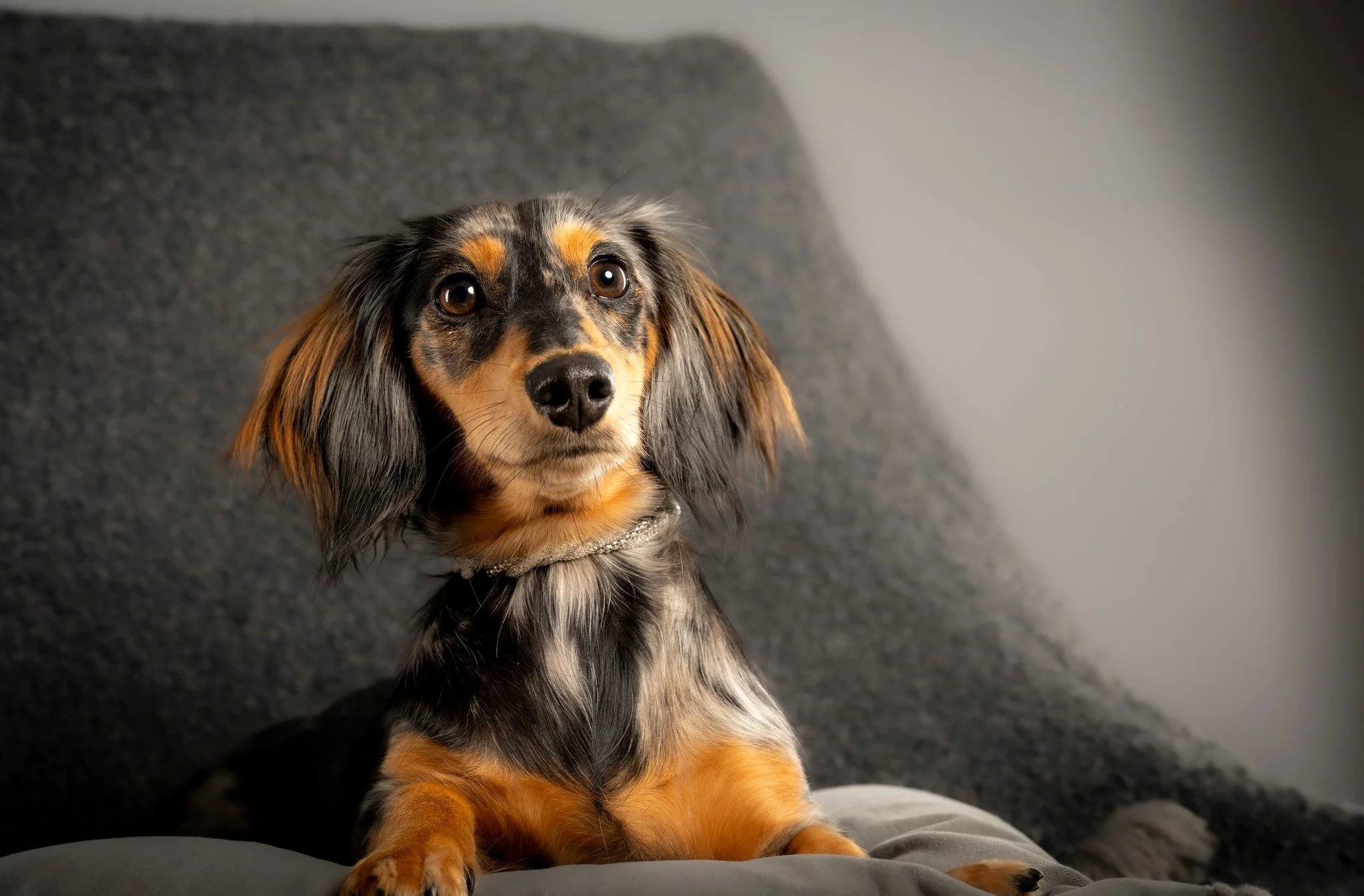 📸🐾 Pet Parent Pro Tip: Getting that perfect pup pic isn't luck&mdash;it's treats and timing.

Here's how to snap a photo worthy of a frame (or at least 200 likes):
✨ Lighting is everything &mdash; natural light makes their eyes sparkle ✨
🎾 Use the
