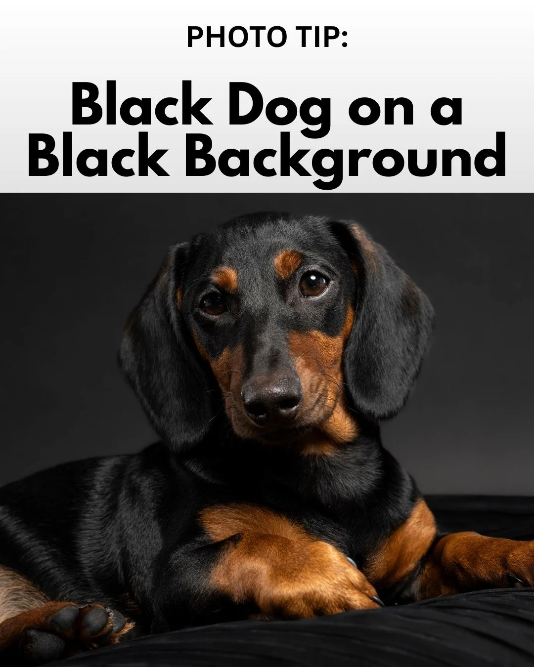 🖤🐾 Tips from the Studio: Photographing Black Dogs on Black Backgrounds

Capturing the depth and beauty of a black dog against a dark backdrop can feel tricky &mdash; but with the right approach, you&rsquo;ll bring out every detail. Here&rsquo;s how