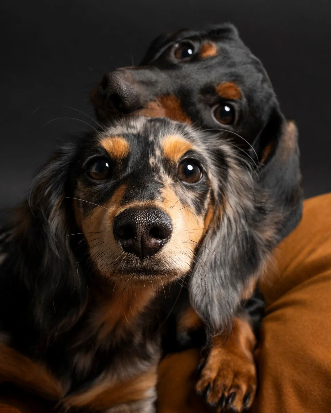 Brooklyn and Benji Jr., the kids of Bubbles and Benji, brought pure joy to the studio. Every moment was its own kind of magic.

Their PAWrent, Ira, shared, &ldquo;We were nervous at first&hellip; but it turned into a wonderful day. We were absolutely