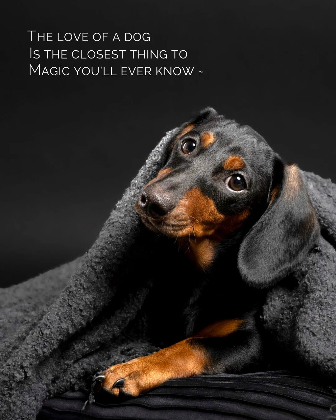 The way they wait at the door, nudge for cuddles, or shadow you from room to room&hellip;

This is the kind of love that turns ordinary days into something extraordinary.

#PoseAPaw #DogPhotography #PAWrentLife #CharlestonDogs #PAWrtraitExperience
