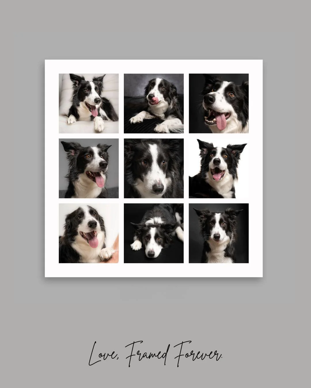 Nine frames. One story. Endless love.

The Companion 9-grid captures personality, playfulness, and tender moments&mdash;curated into a gallery that fills your home with joy.

Every glance reveals another chapter of the bond you share.

#PoseAPaw #PAW