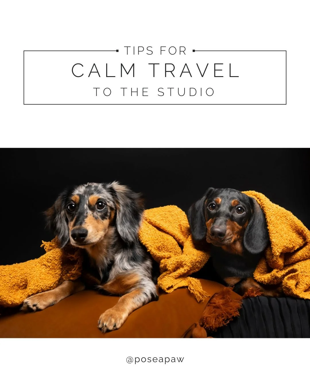Tip for a stress-free ride: pack treats, a favorite toy, and your pup&rsquo;s go-to blanket.

Calm travels make for happy pups&mdash;and timeless PAWrtraits.

#PoseAPaw #PAWrentLife #DogPhotography #PAWrtraitExperience #LuxuryDogArt