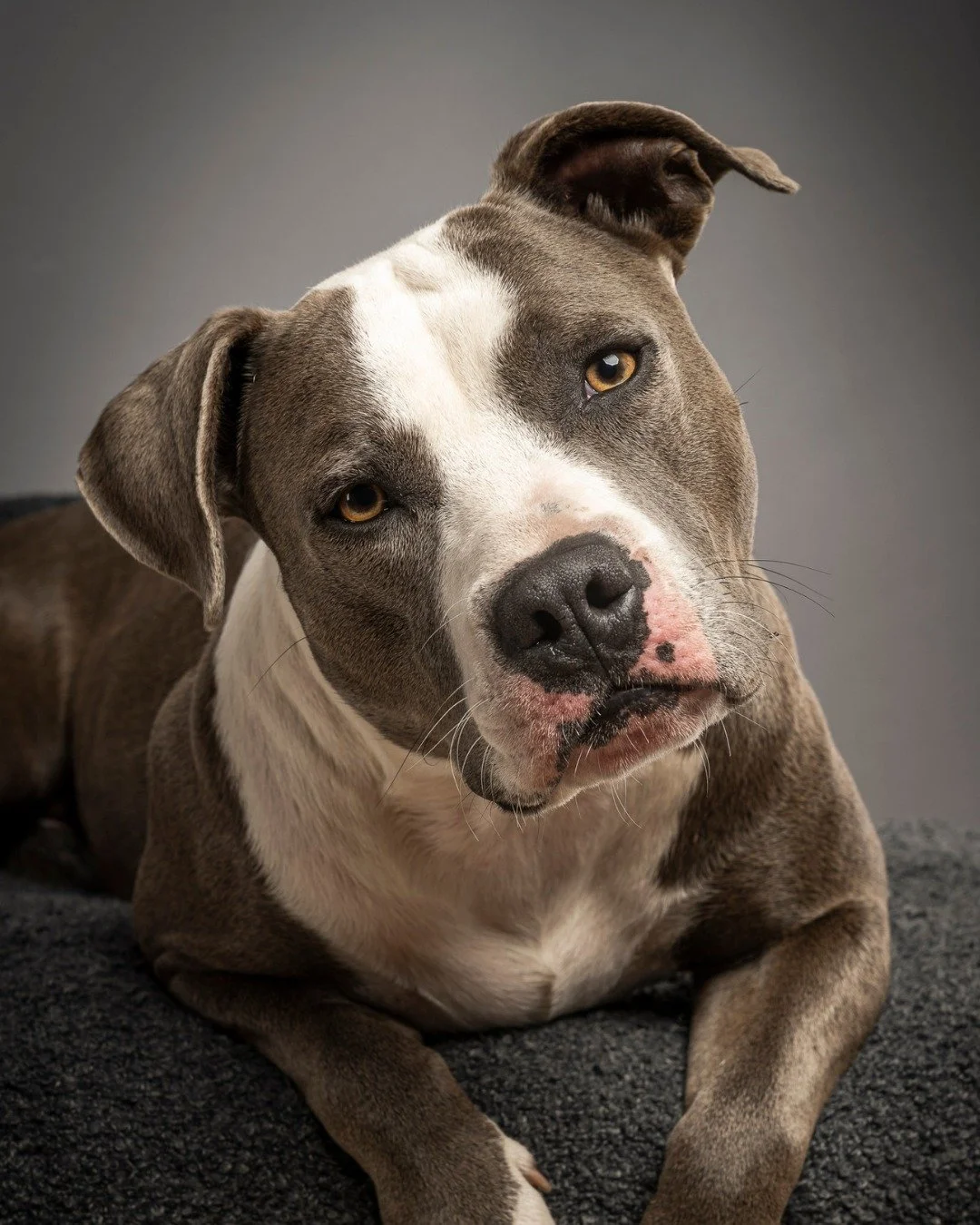 A single look can say it all.

Rex-Ace&rsquo;s session was overflowing with character, charm, and those unforgettable moments that remind us why we love turning seconds into PAWrtraits that last forever.

#PoseAPaw #CharlestonDogs #LuxuryPetPhotograp