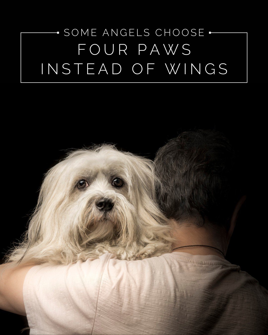 Not all angels fly. Some stay close, cuddle in, and nuzzle their way into your heart.

Four paws. Infinite love. A bond that lasts a lifetime&mdash;and we wouldn&rsquo;t have it any other way. 🐾

#PoseAPaw #PetPortraitArt #DogLoversOfCharleston #Fin