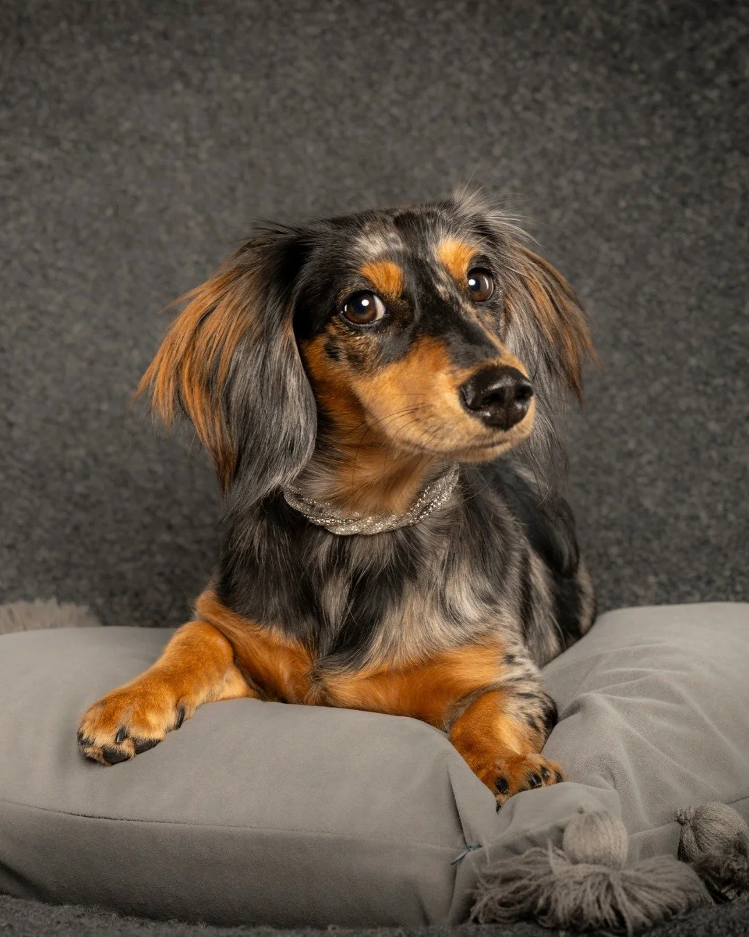 From the first glance to the final pose, every moment in the studio is crafted with care.

This PAWrtrait session captures the personality, devotion, and one-of-a-kind charm of a truly unforgettable companion.

#PoseAPaw #PAWrentLife #FineArtPetPhoto