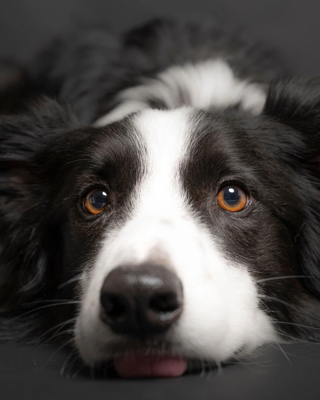 In their eyes, we find devotion. In their paws, we find comfort.

Dogs don&rsquo;t need words to teach us the meaning of love, patience, and joy. Every shared moment is a chapter in a story written by heartbeats and tail wags, a story that deserves t