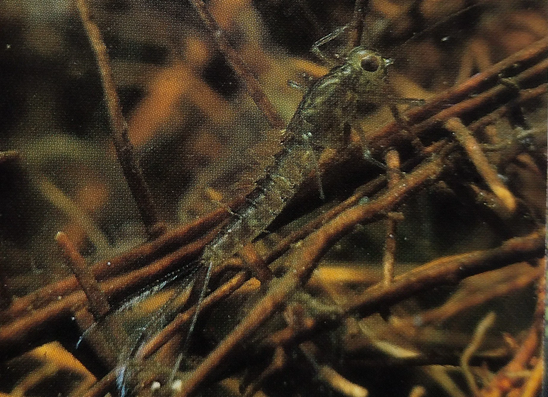 Mayfly nymph