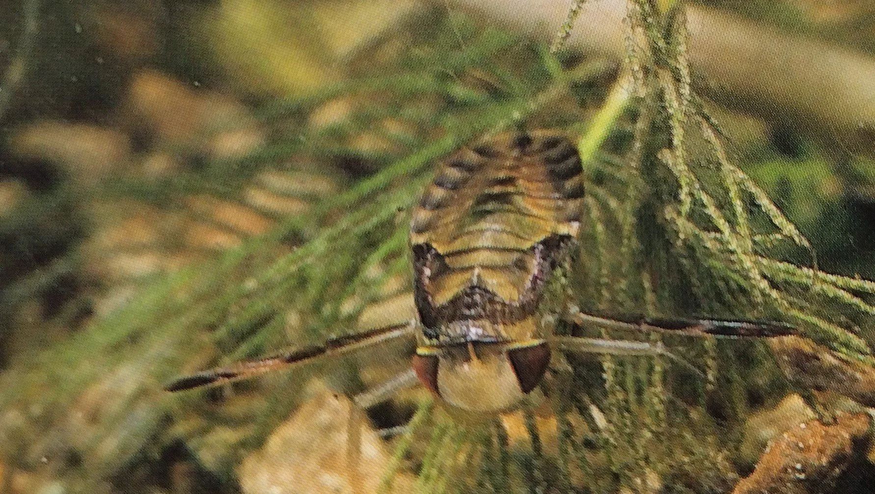 Coryxia nymph (Water Boatman)