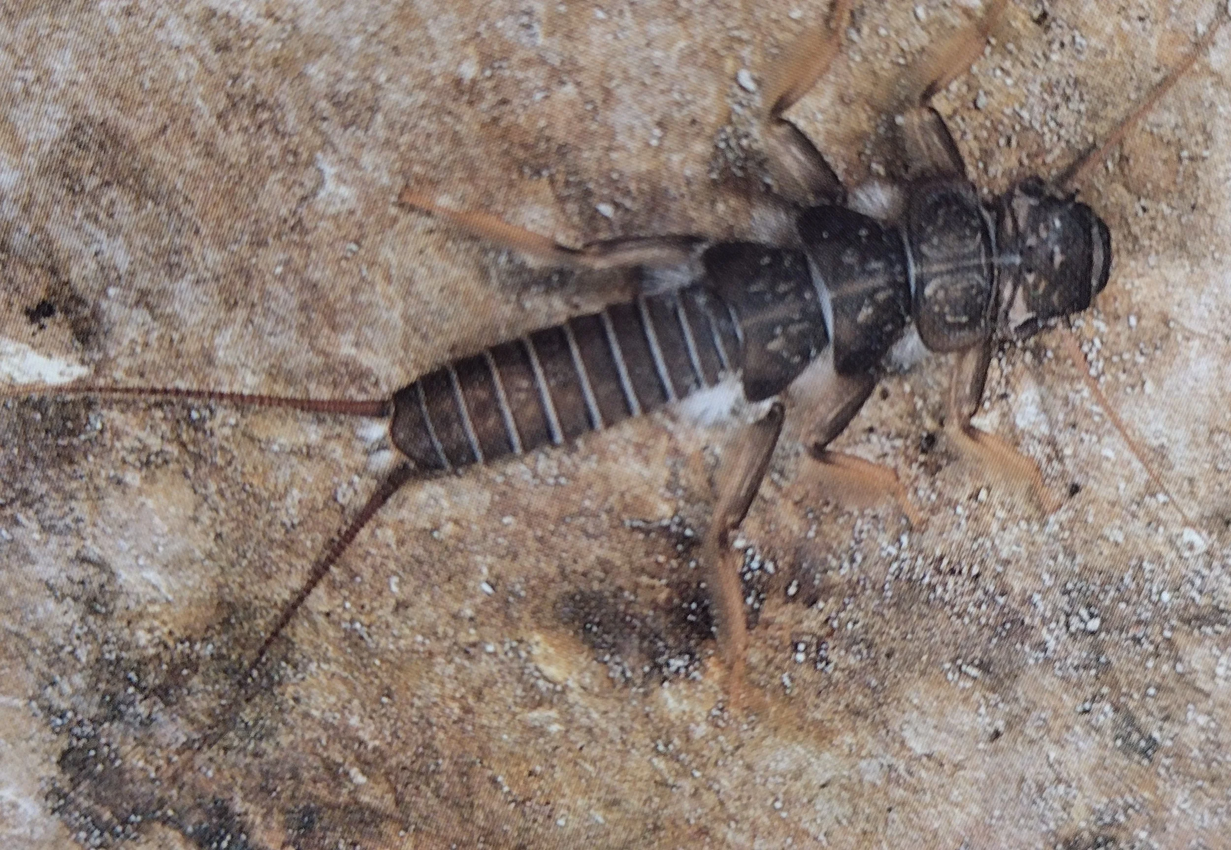 Stonefly nymph