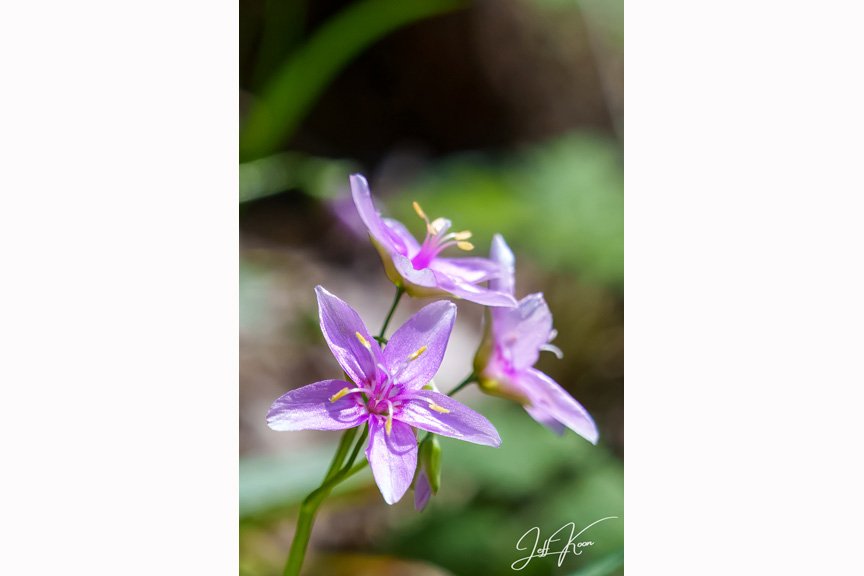 Virginia Springbeauty_4x5_Store.jpg