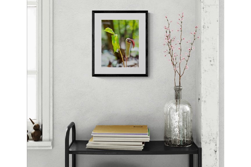 Jack-in-the-Pulpit_4x5_Room2.jpg