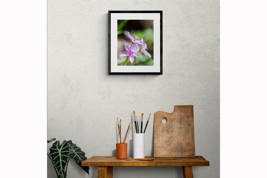Virginia Springbeauty_11x14_Room.jpg