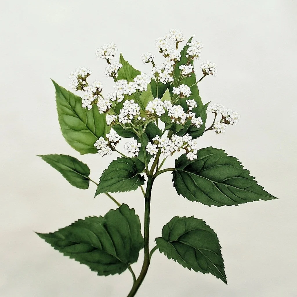 White Snakeroot (Ageratina altissima)