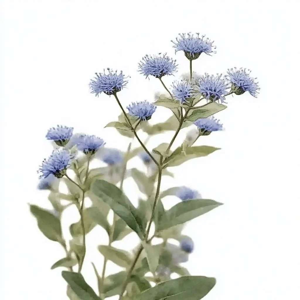 blue mistflower 2.jpeg