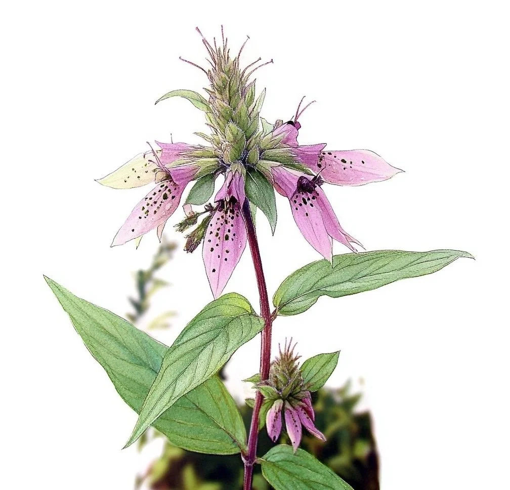 Spotted Bee Balm (Monarda punctata)