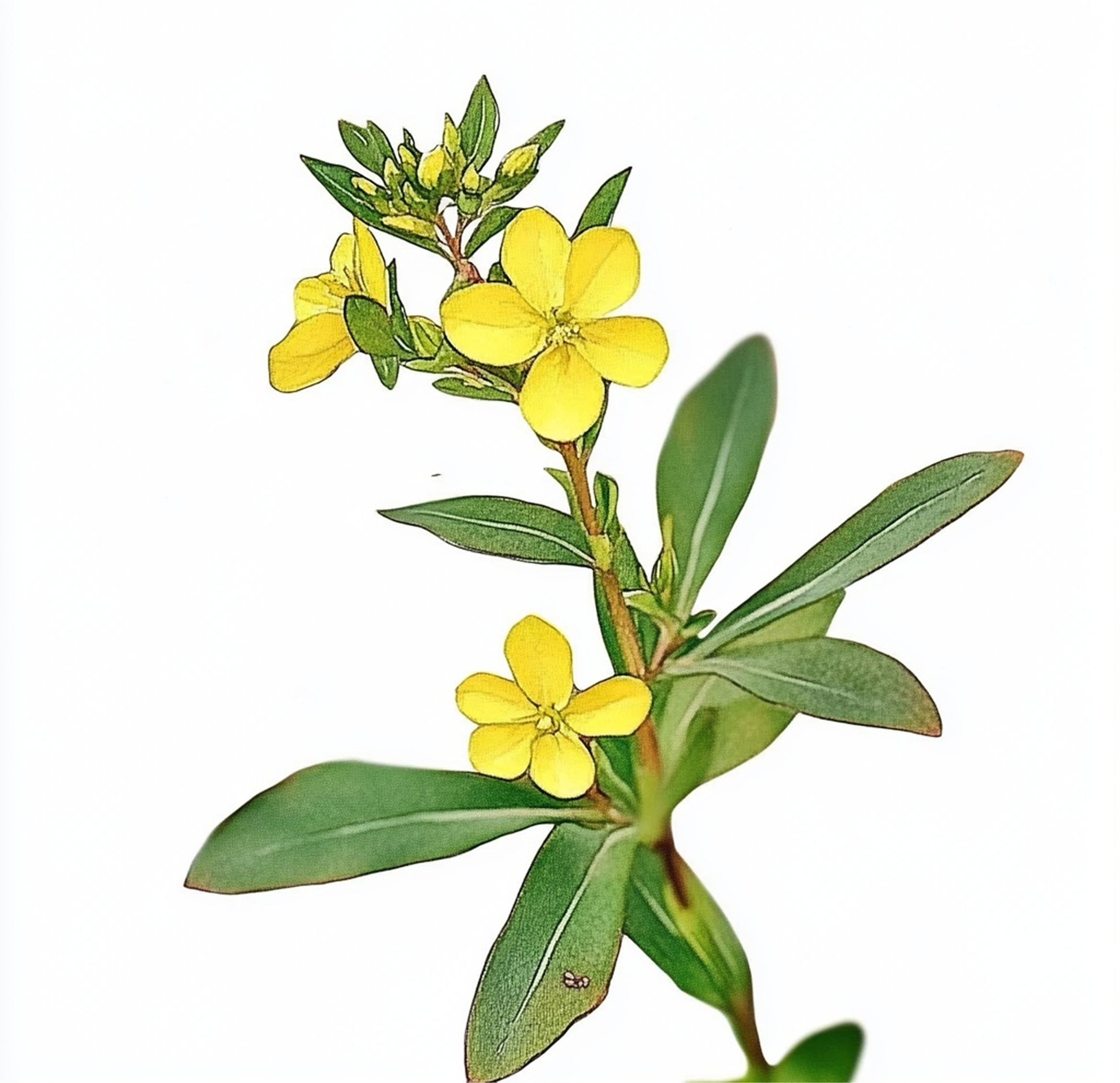 Seedbox (Ludwigia alternifolia)