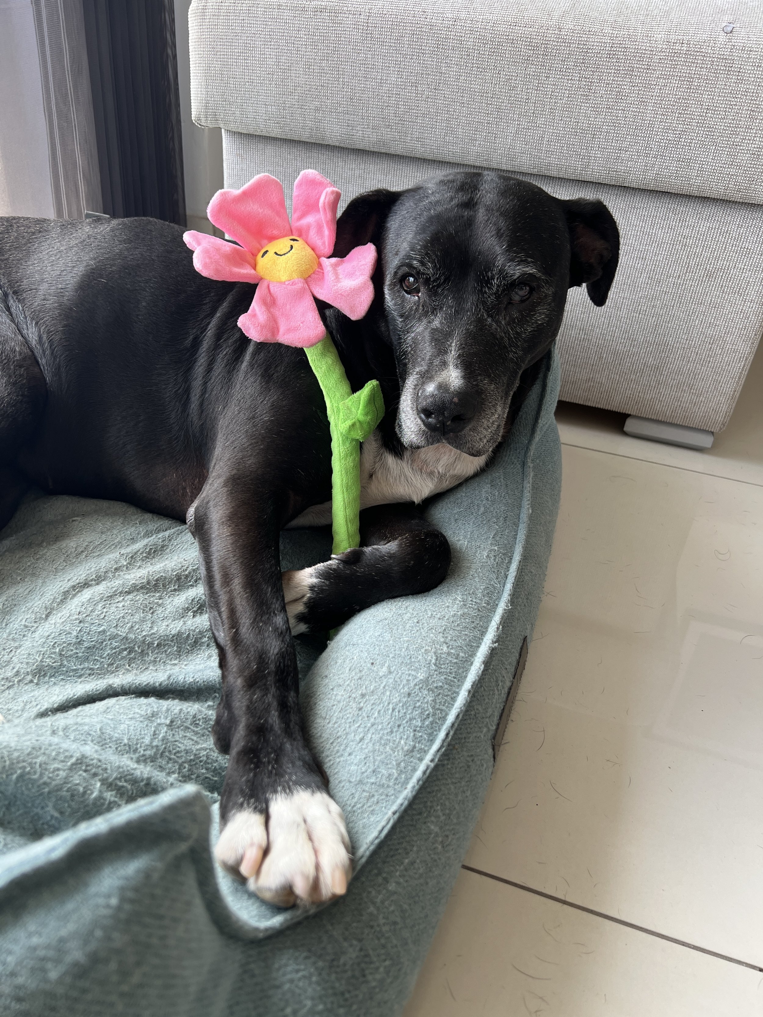 Black dog lying on a gray pet bed holding a pink plush flower toy with a smiling face.