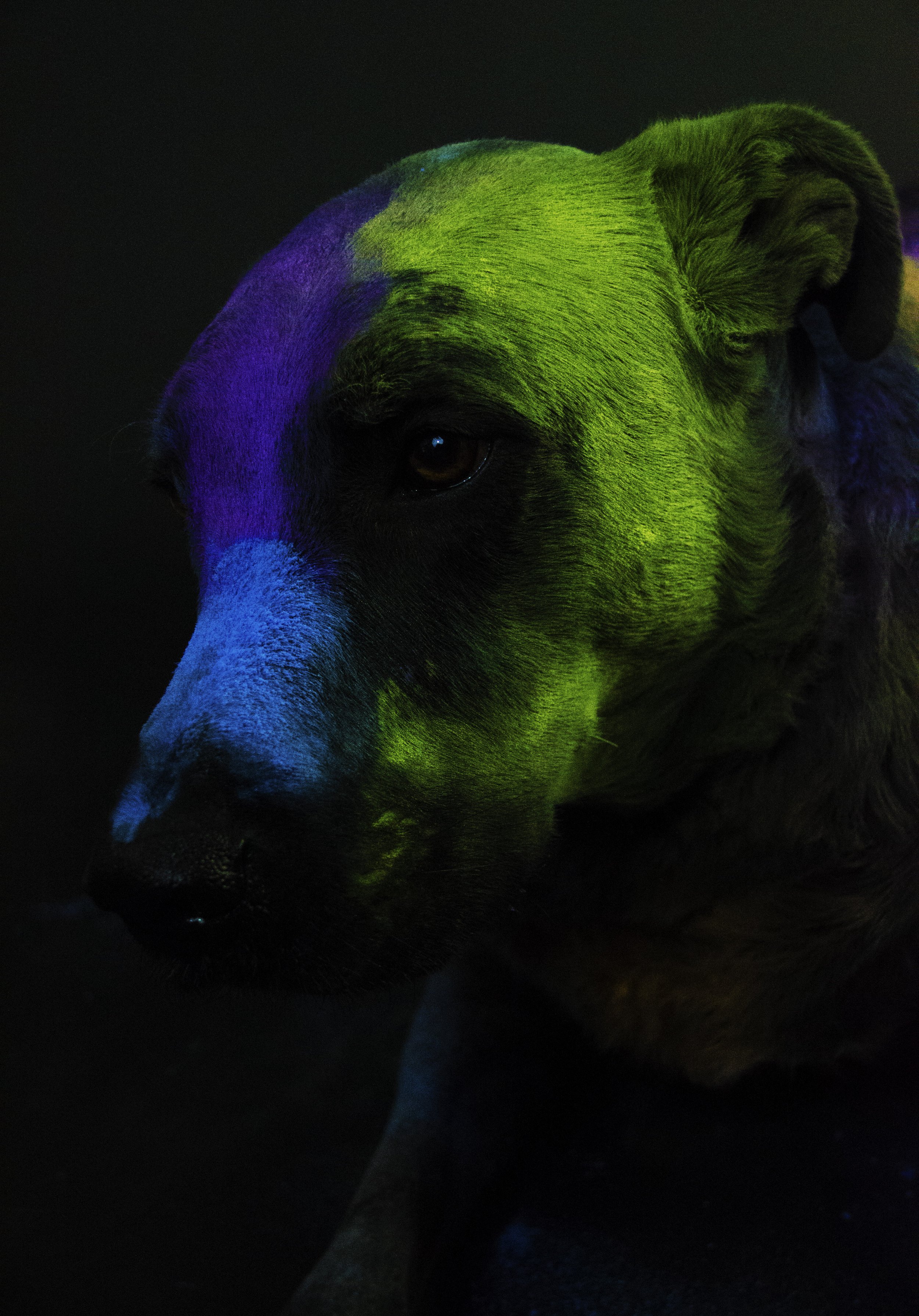 GambitPortrait.jpg