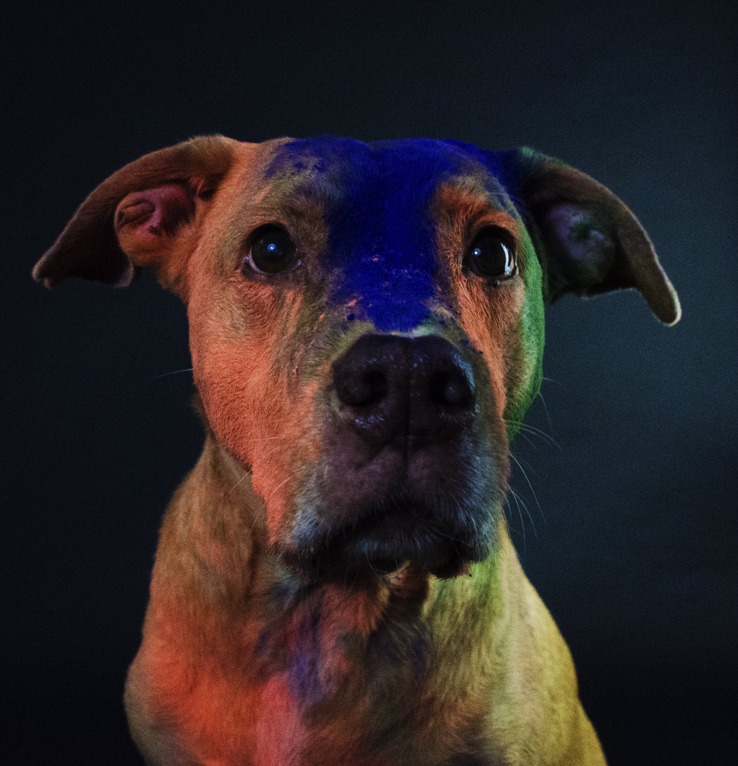 PawsPortrait2.jpg