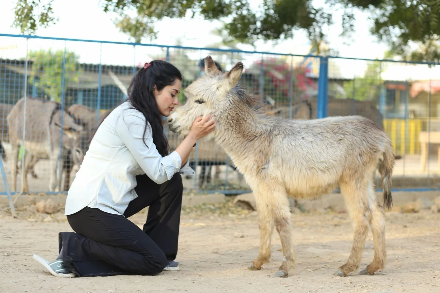 About The Founder — ACF Animal Rescue