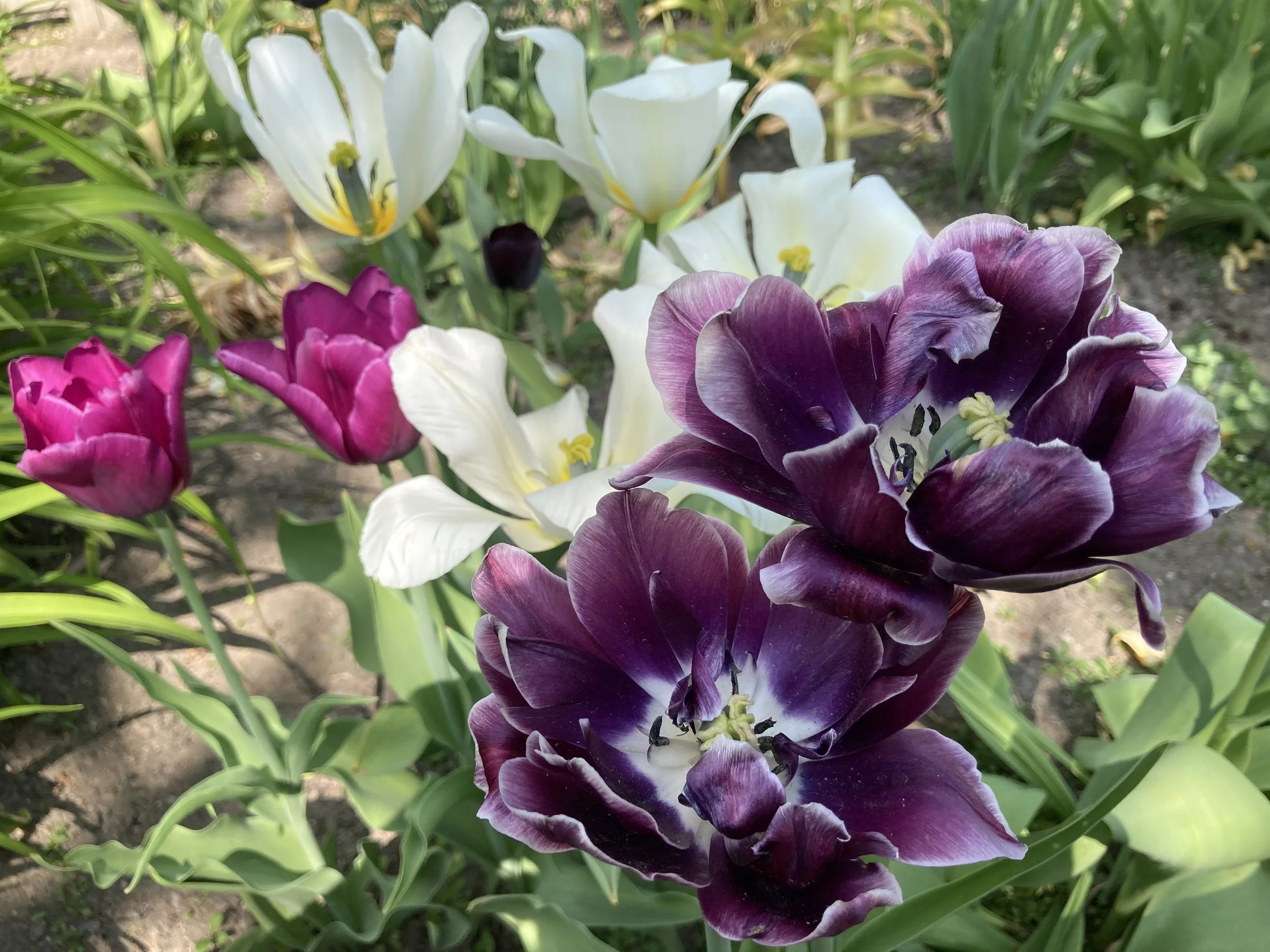 purple tulips.jpeg