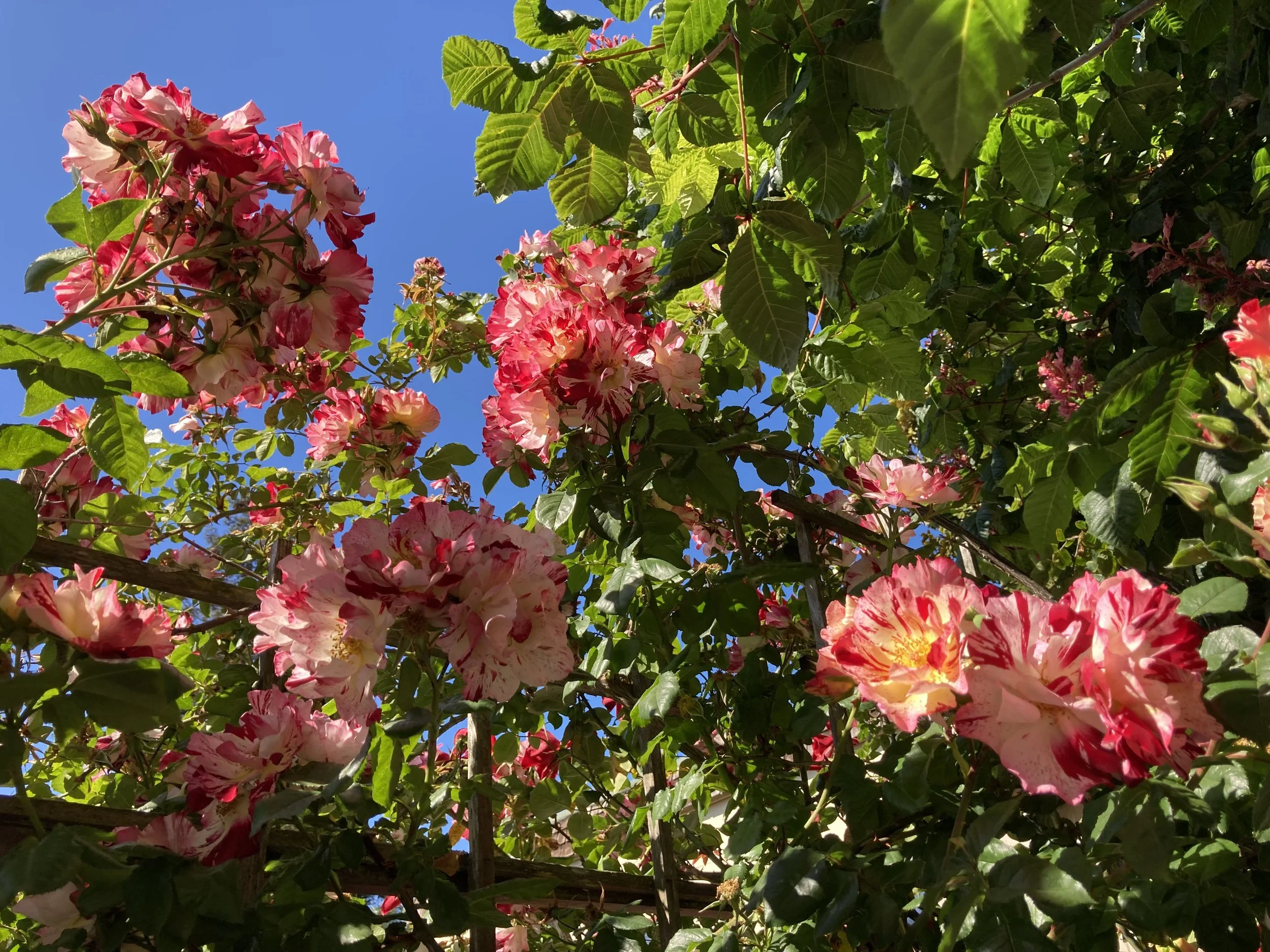 brokenflowers further.jpeg