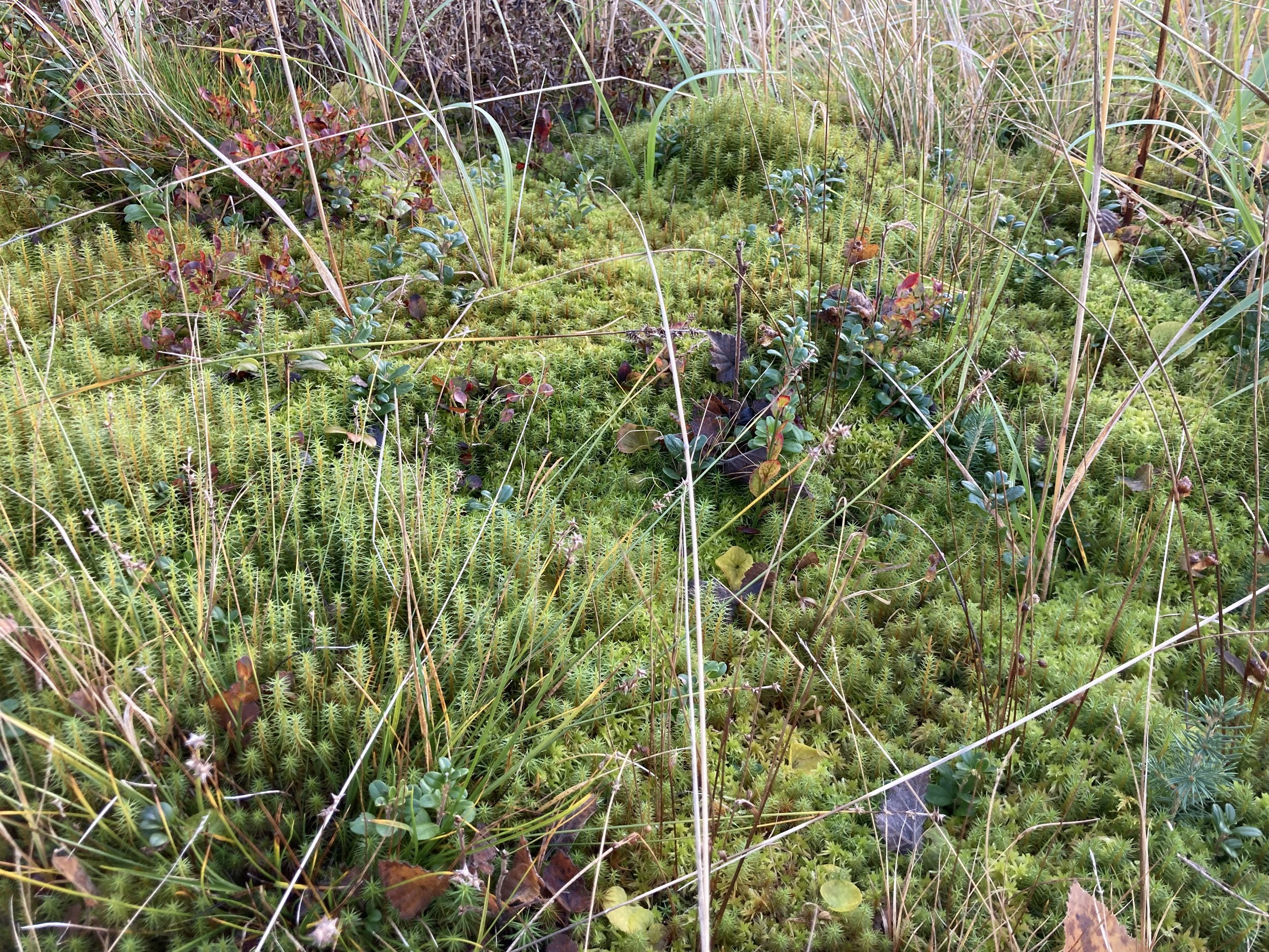 romanesque moss.jpeg