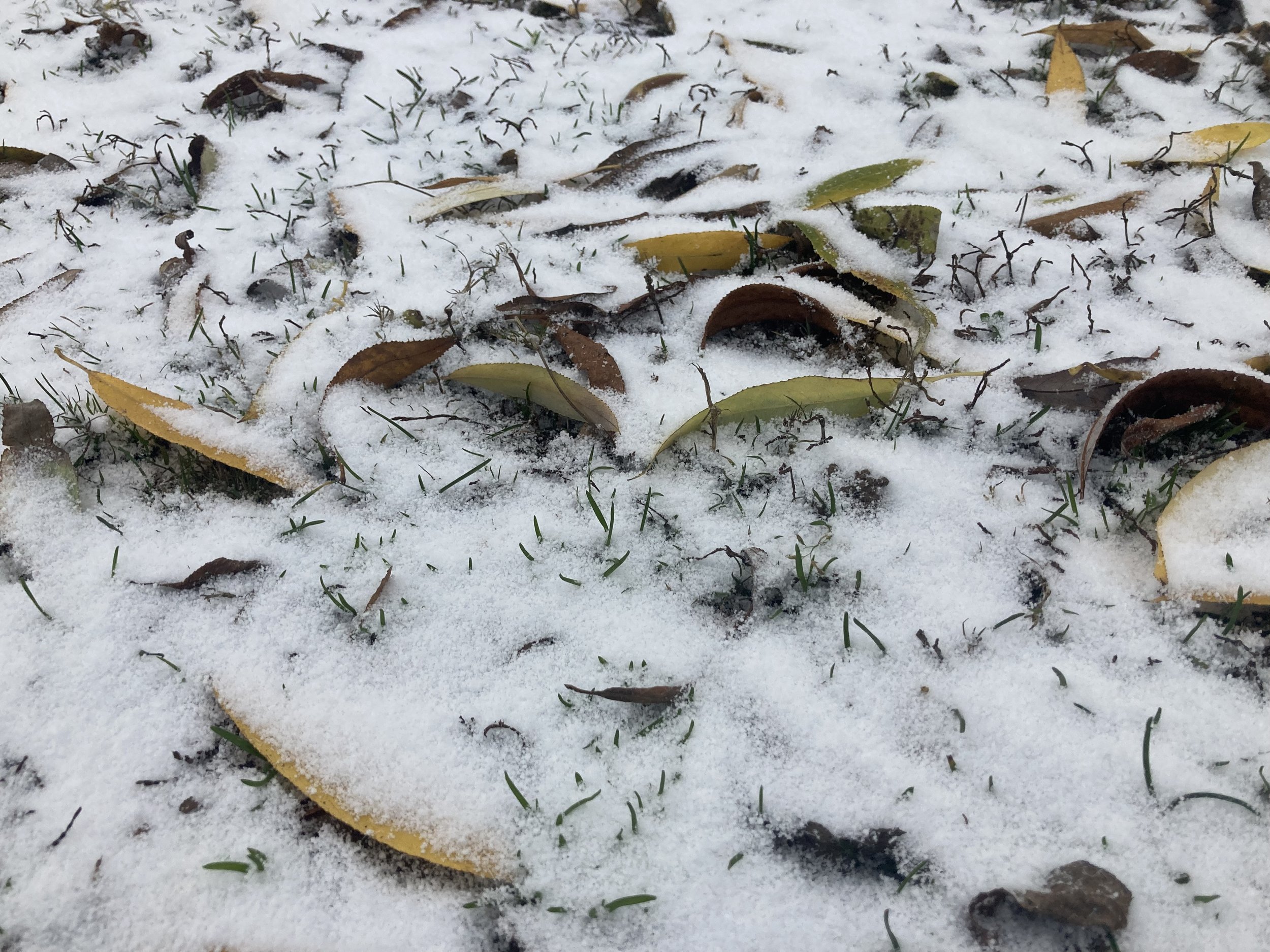 snowleaves.jpeg