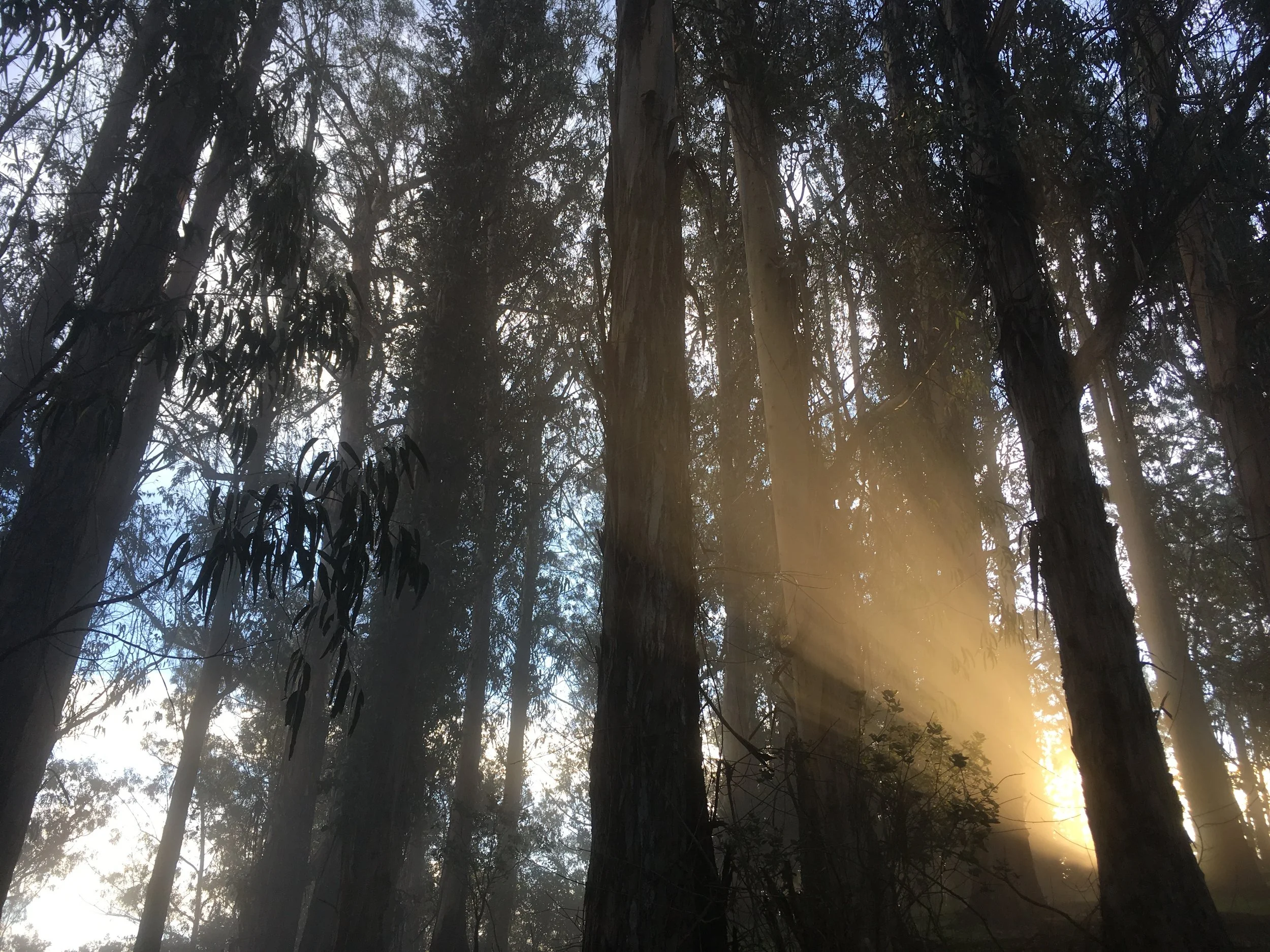 eucalyptus glorybeam.JPG