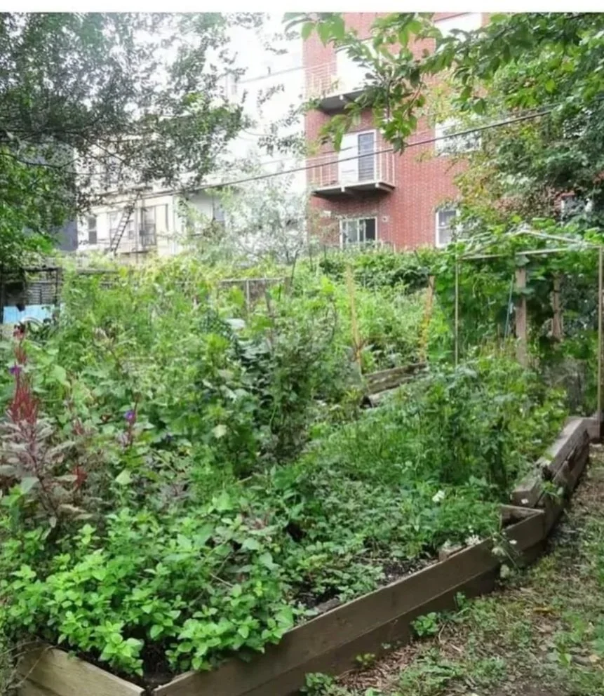 A lush vegetable and herb garden in a backyard, with a variety of green plants growing in raised wooden beds, surrounded by trees and residential buildings.