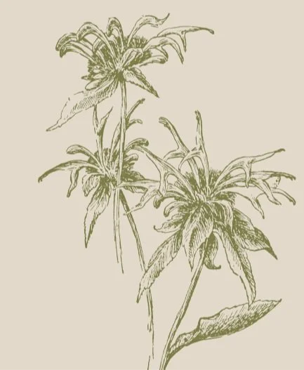 A botanical illustration of a plant with elongated leaves and flowering buds.
