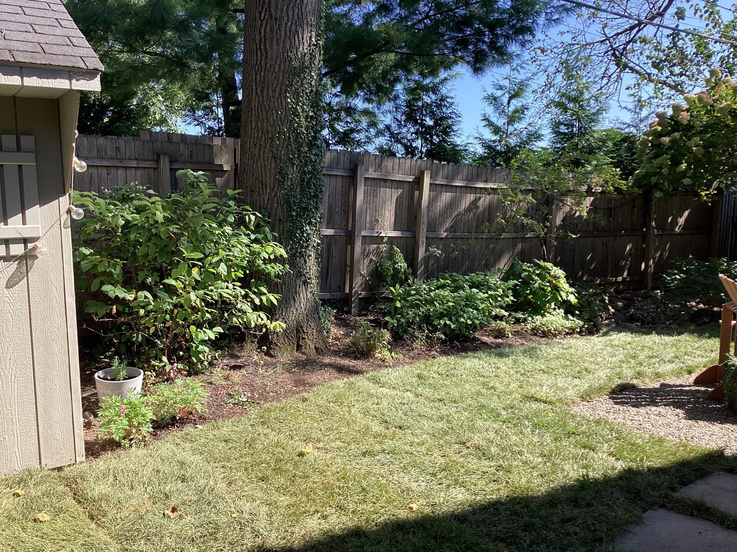 A backyard garden with a large tree, a wooden fence, various plants, and a small patch of grass with sunlight and shadows.