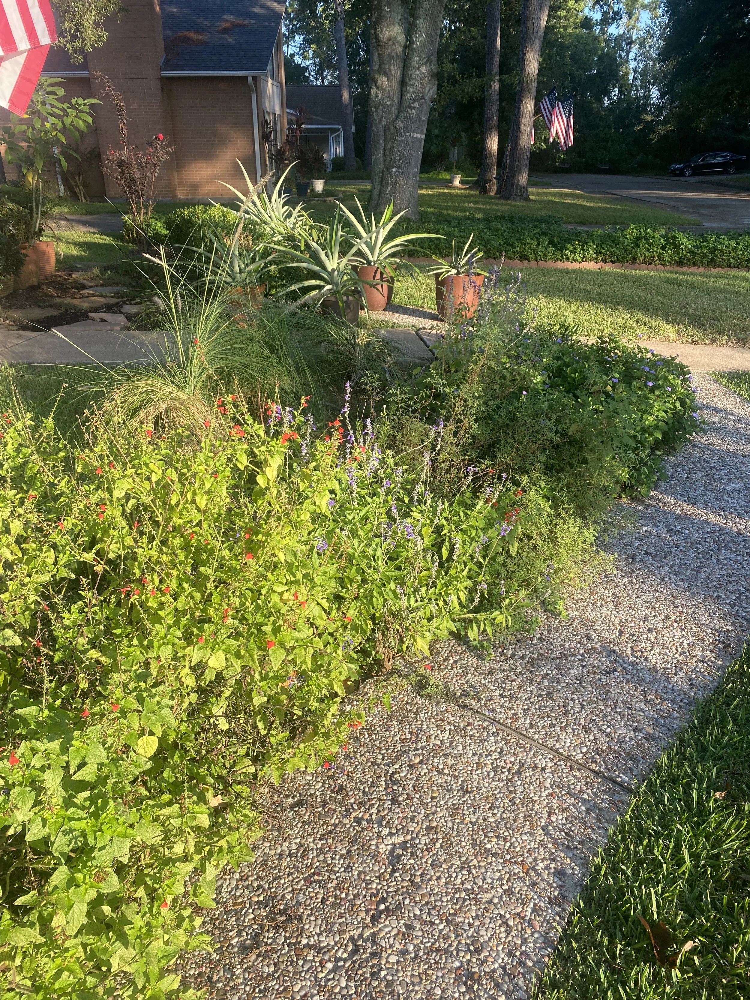 A residential front yard with a gravel sidewalk, green bushes with small red and purple flowers, potted plants with long, spiky leaves, trees, a brick house, and American flags in the background.