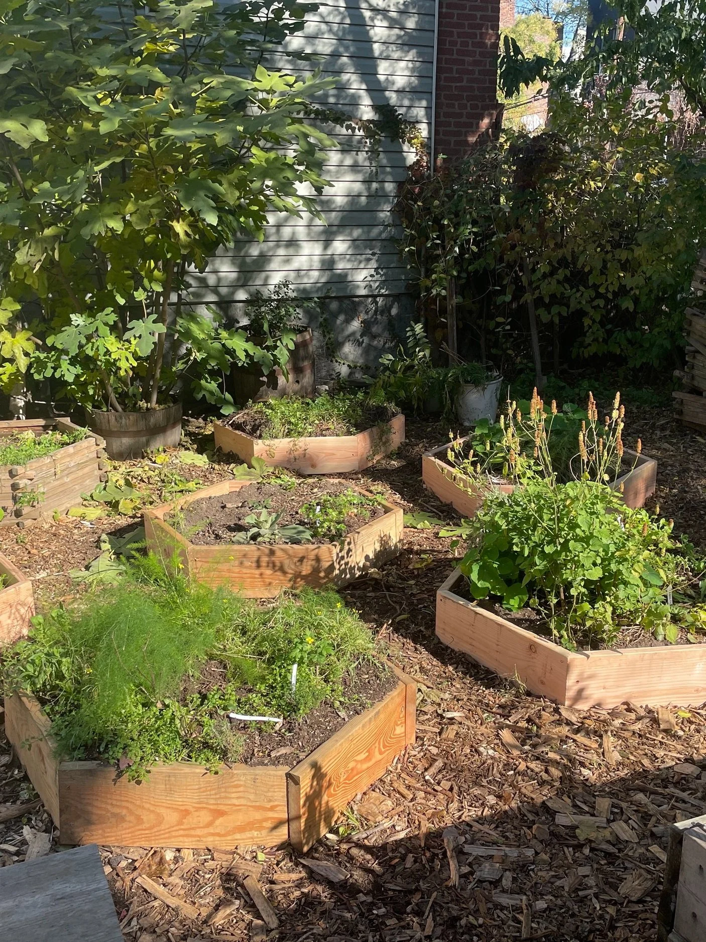 A backyard garden with several wooden raised beds filled with plants, surrounded by mulch, with a large green bush and a vine-covered wall in the background.