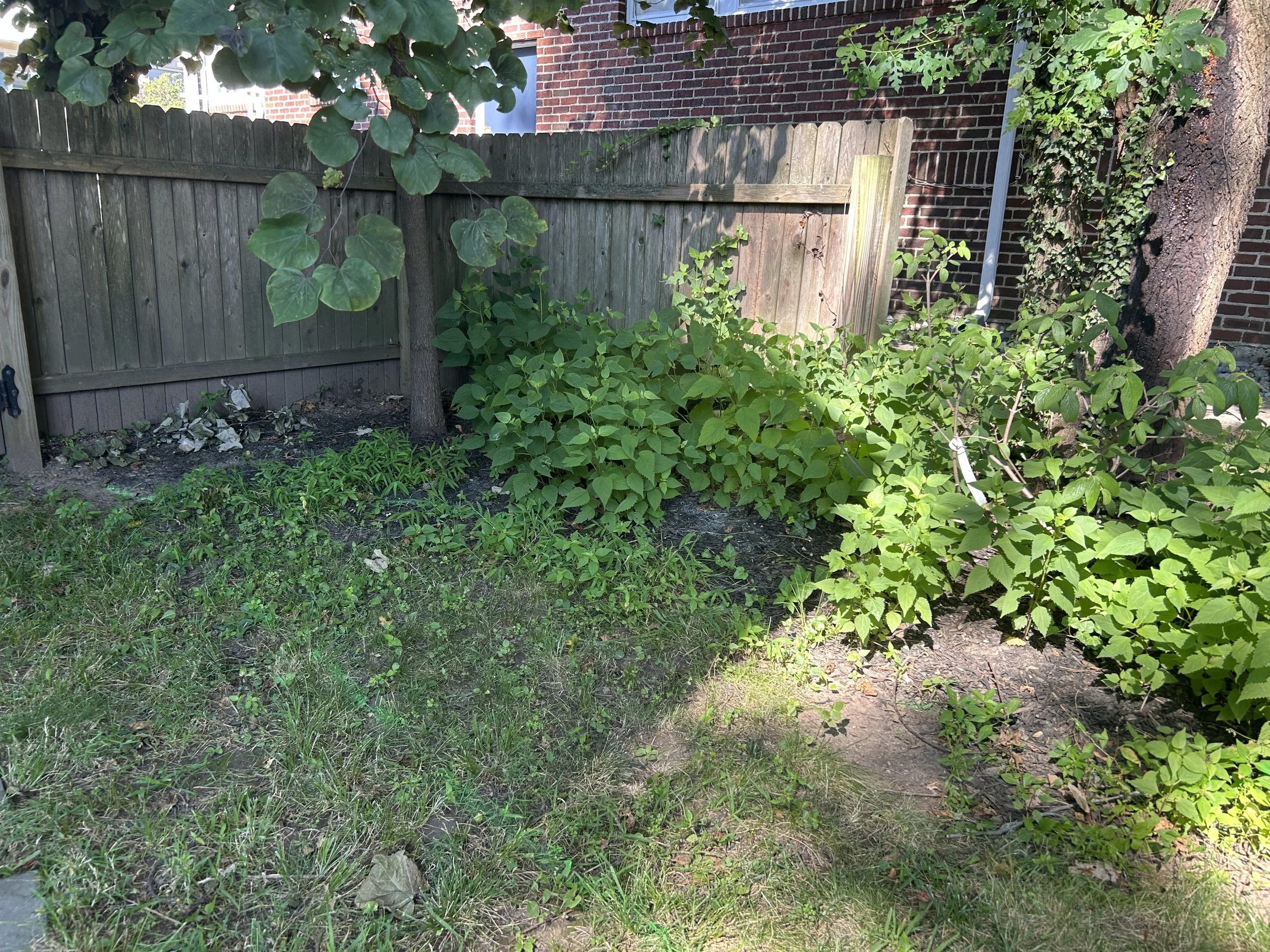 A backyard garden with green plants, a tree trunk, a wooden fence, and a brick building with ivy and metal piping.