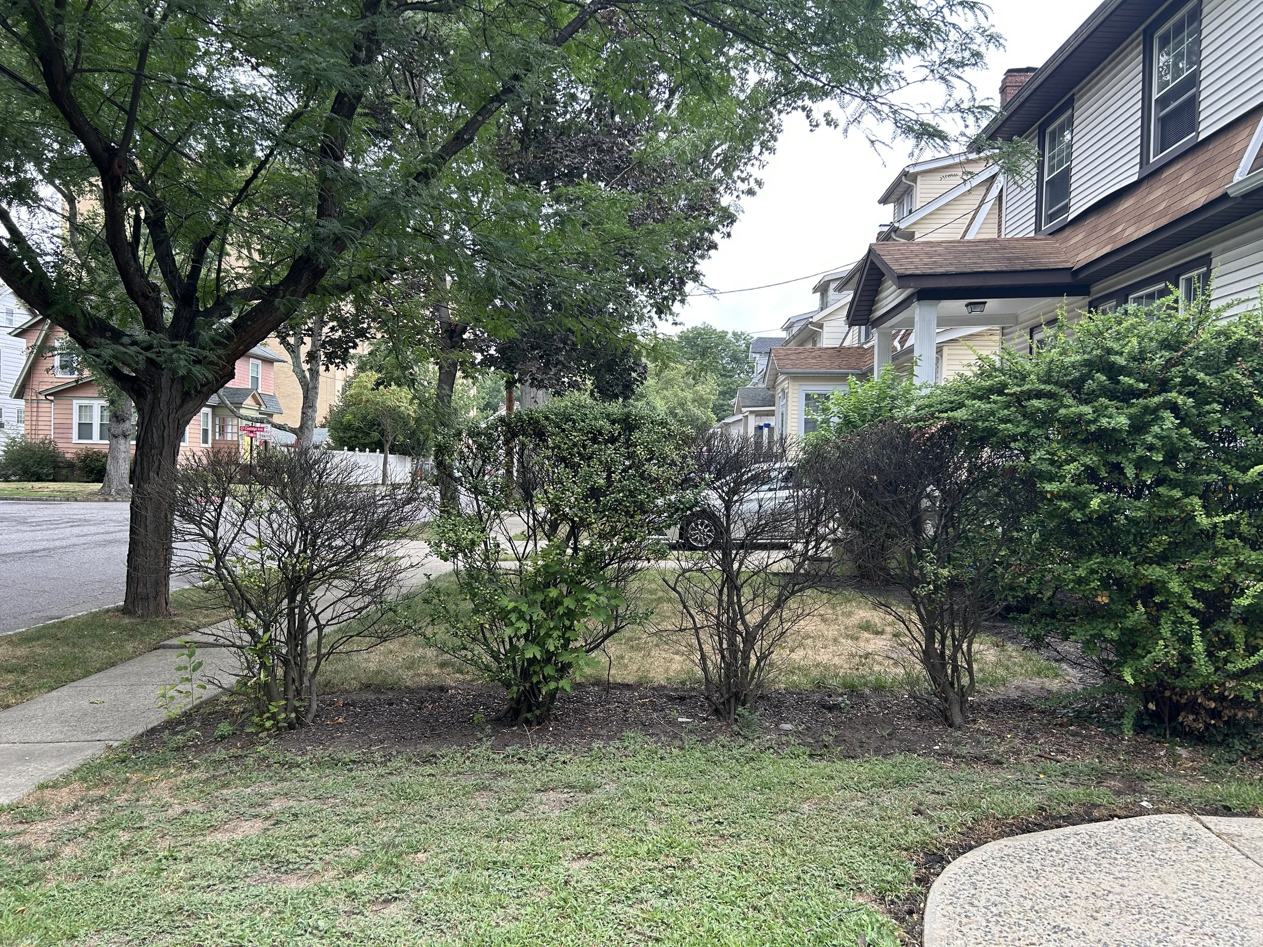 A residential street scene with a large leafy tree, leafless bushes, and houses with porches, windows, and siding. Sidewalk, grass, and street are visible.