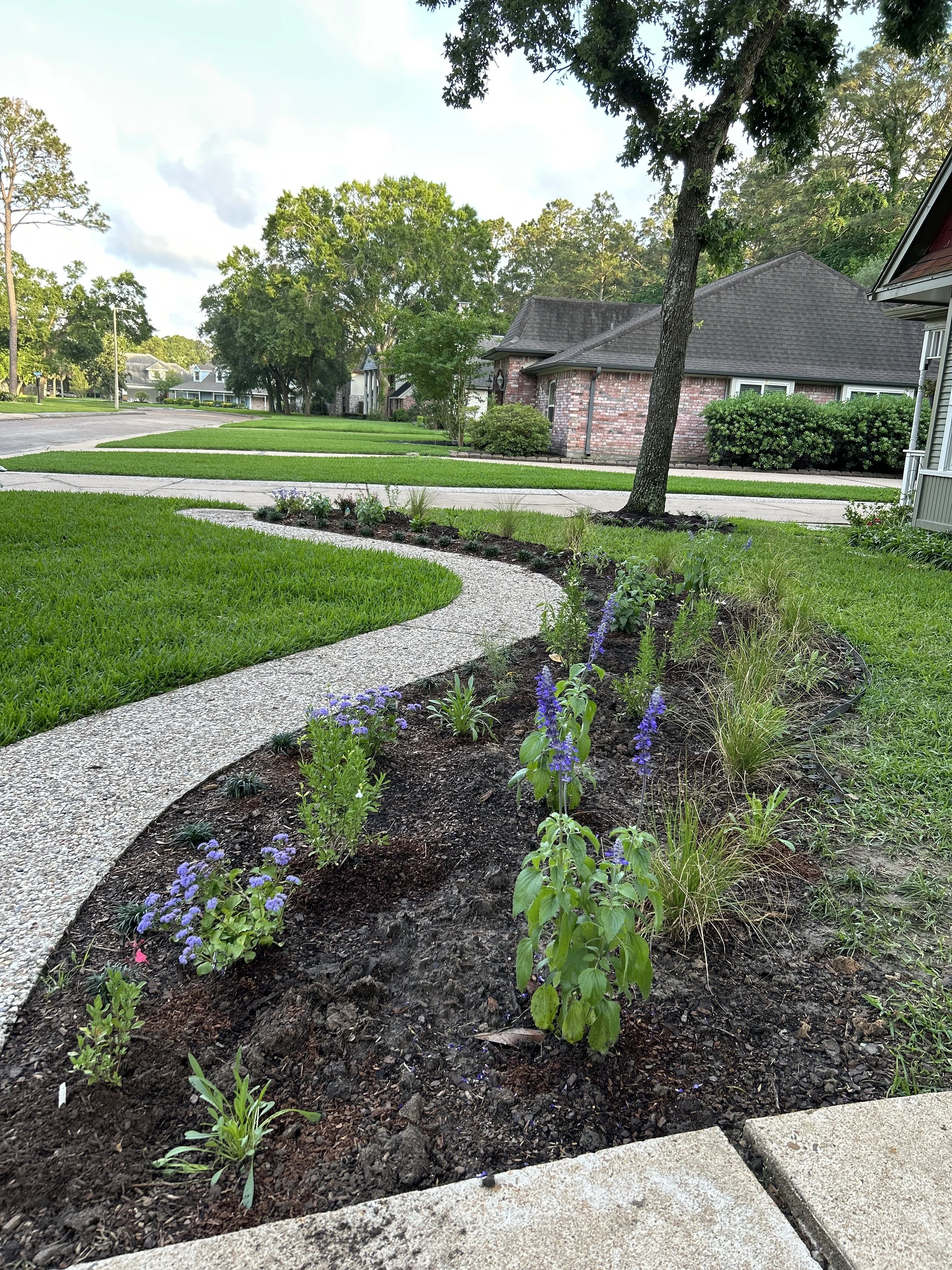 Native Daughter Garden Salvia Texas Natives