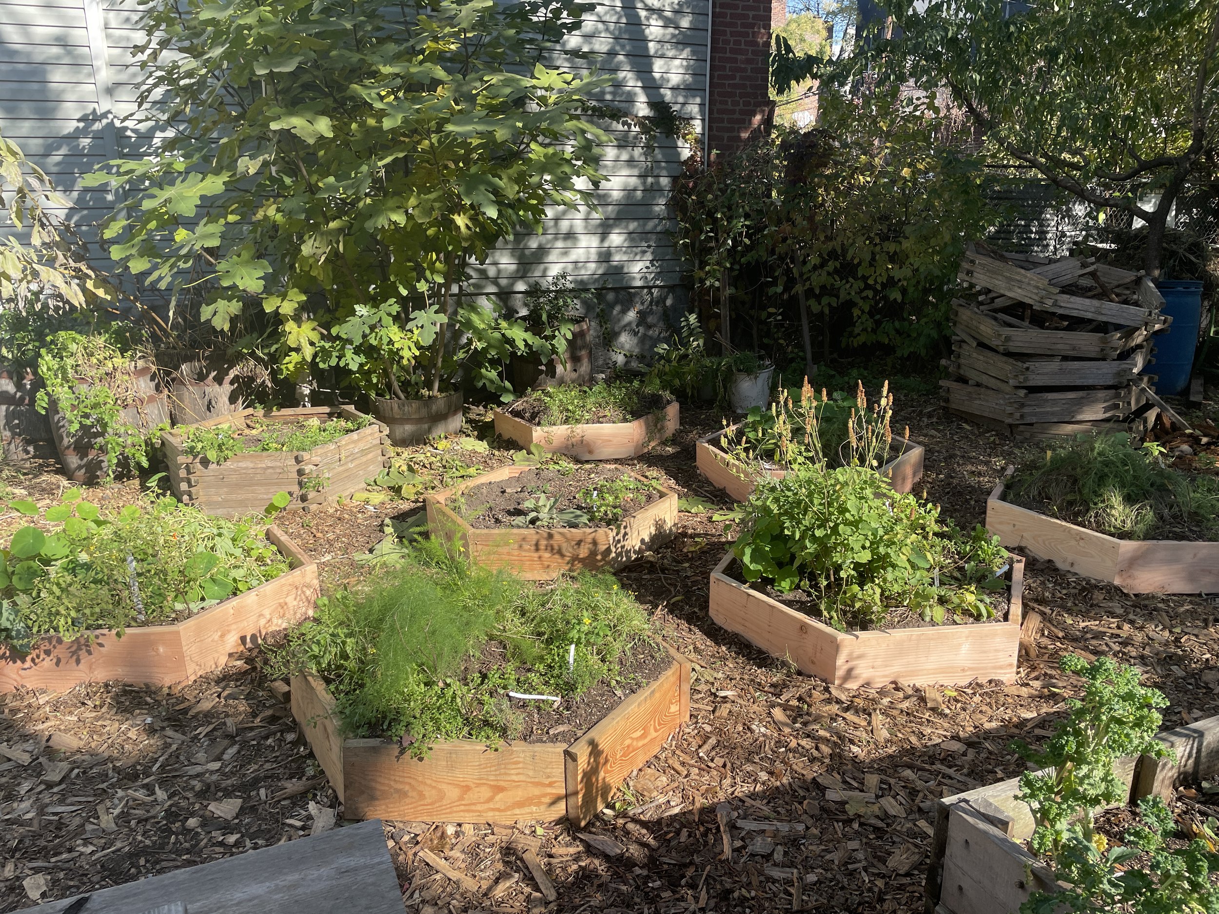 Raised garden beds with various plants on a backyard garden with trees and a wooden fence in the background.