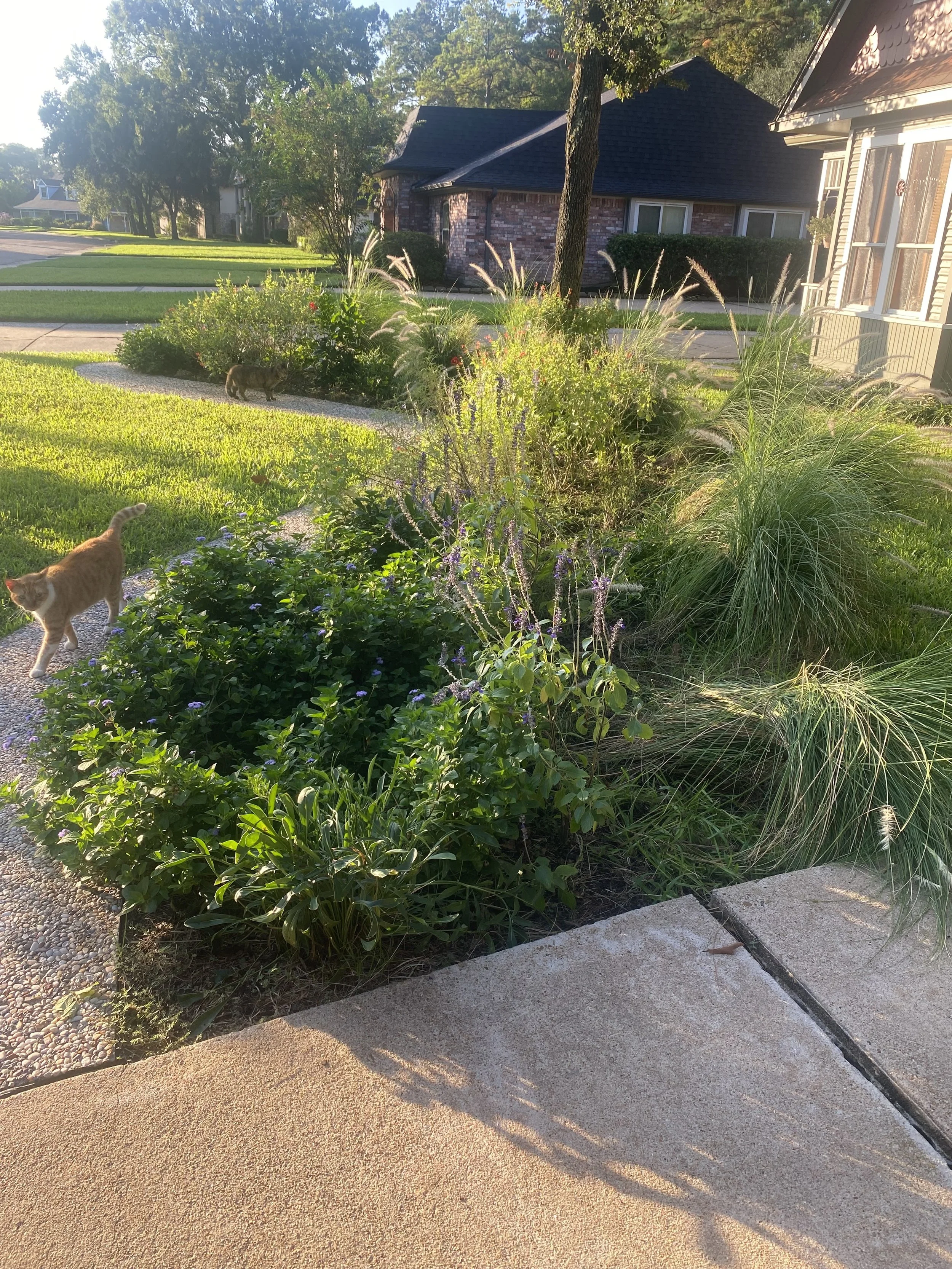 A front yard with lush green grass, a flower bed with various plants, and two cats walking on the sidewalk in the late afternoon sunlight, with a house and trees in the background.