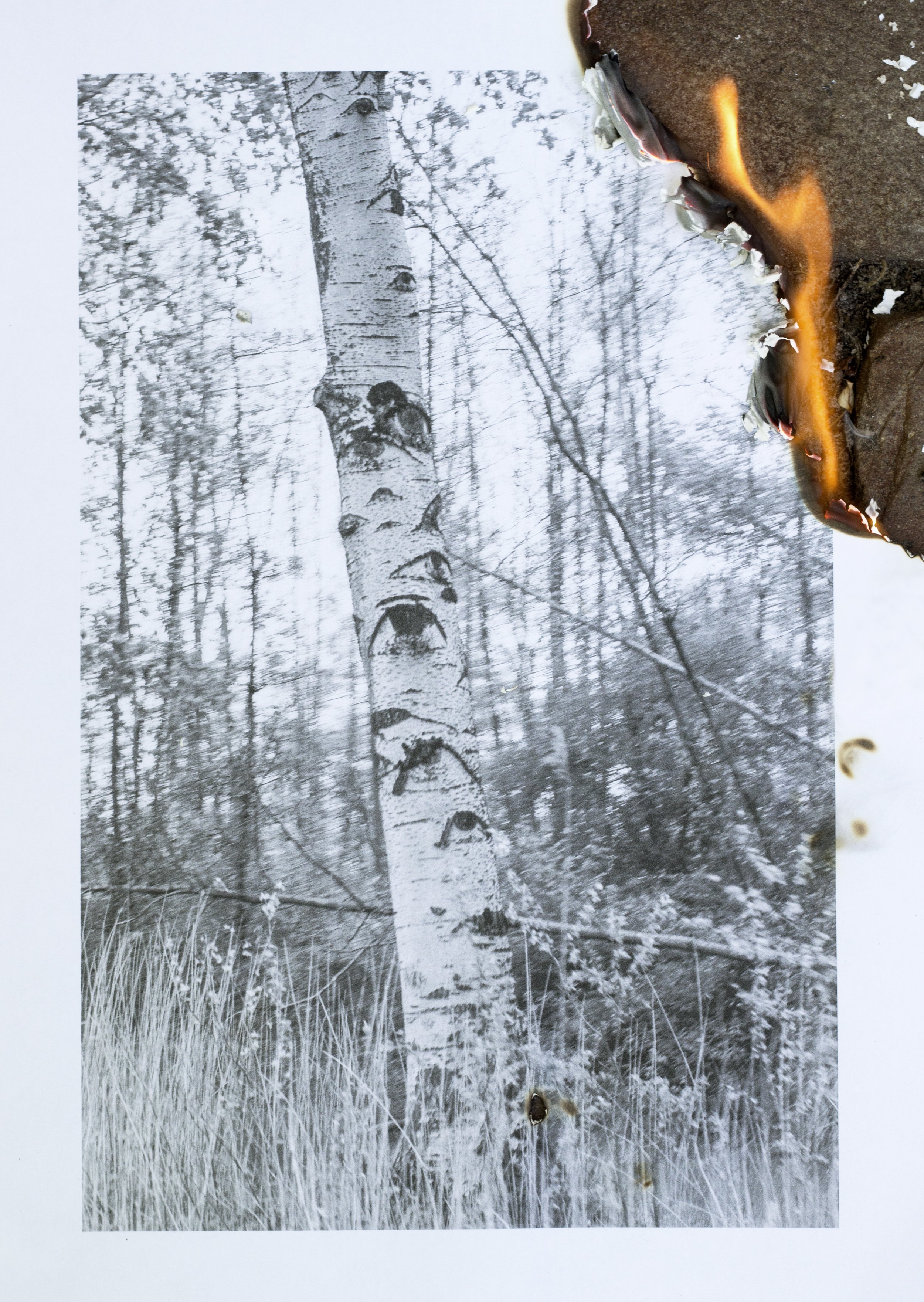 _MG_5666_DYP_Confectum_Tree.jpg