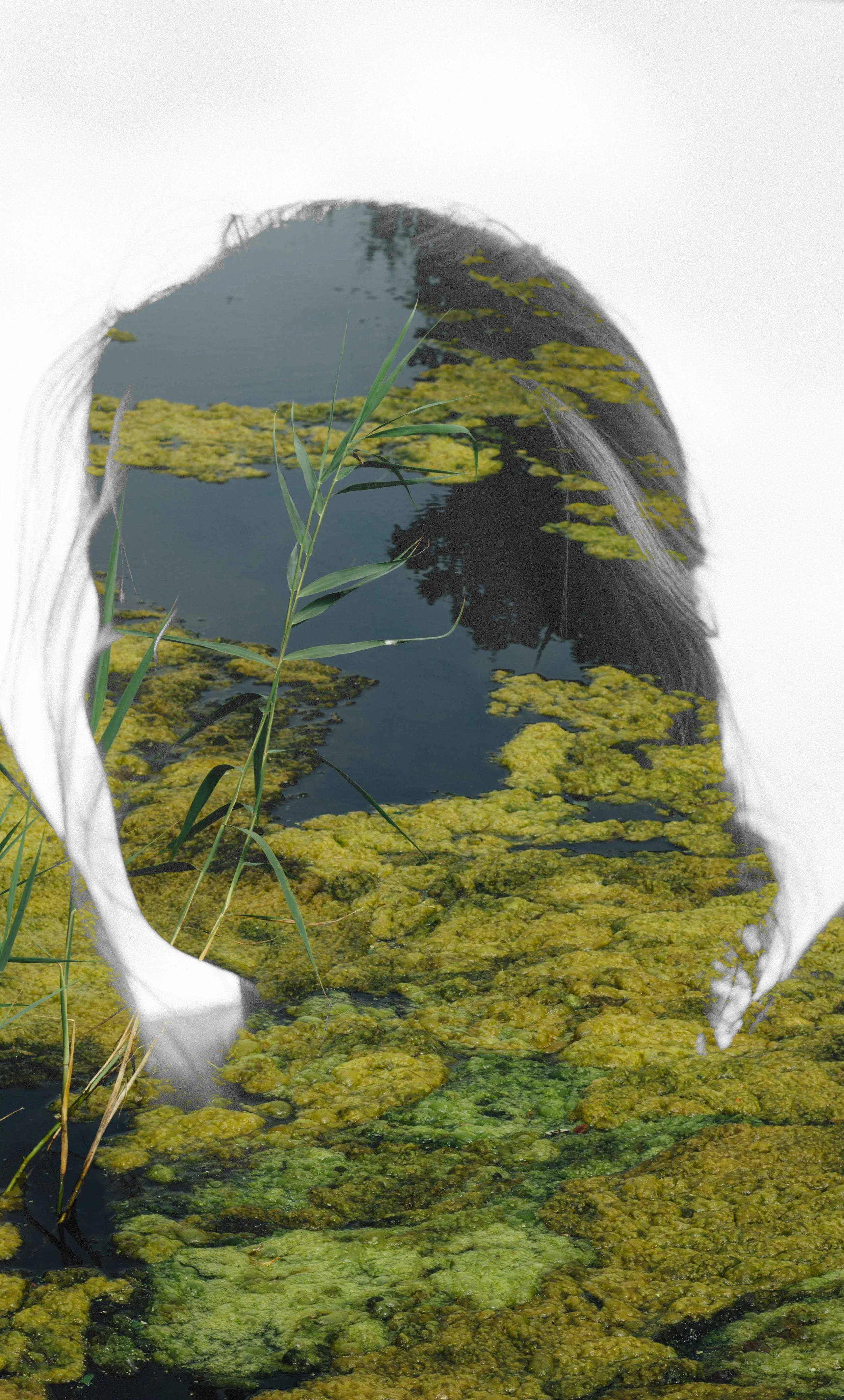 Een digitale afbeelding van een wateroppervlak met algen en waterplanten, met de omtrek van een menselijk hoofd en schouders rondom de afbeelding, geen gezicht zichtbaar.