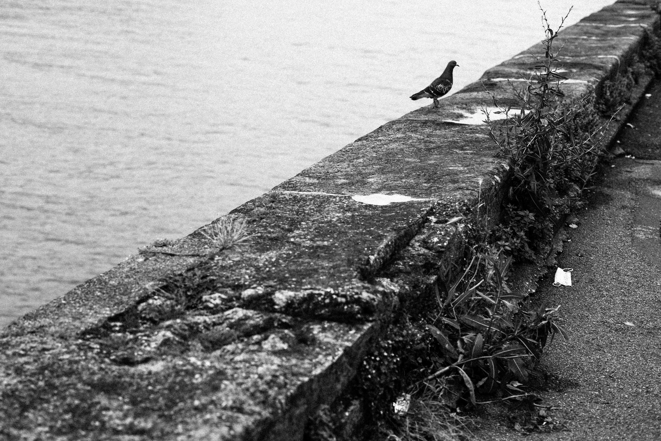 Een zwart-wit foto van een steenmuur langs een waterkant met een enkele duif erop.